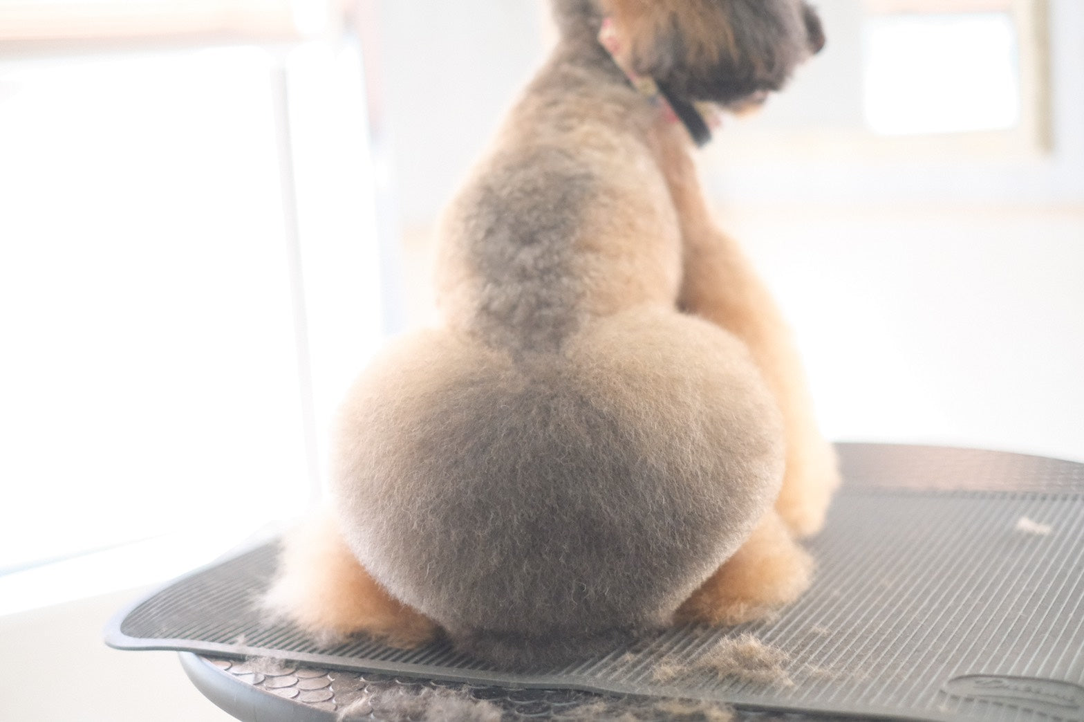 【送料無料】Mu:care(ミューケア)シャンプー